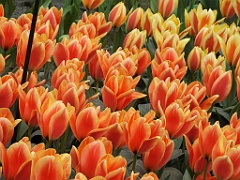 tulipsNL (174)